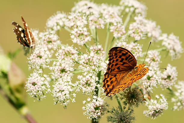 istock Butterflies on flower 527818791