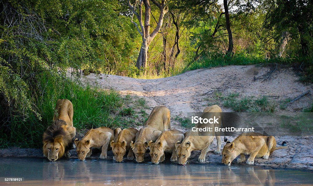 ライオンの群れ - サファリのロイヤリティフリーストックフォト