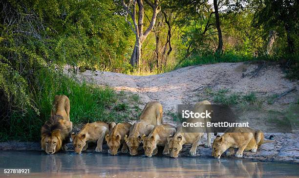 ライオンの群れ - サファリのストックフォトや画像を多数ご用意 - サファリ, ライオン, ライオンの群れ