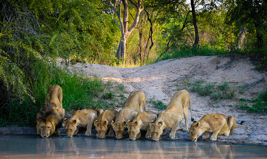 A pride of lions drinking at a watering hole