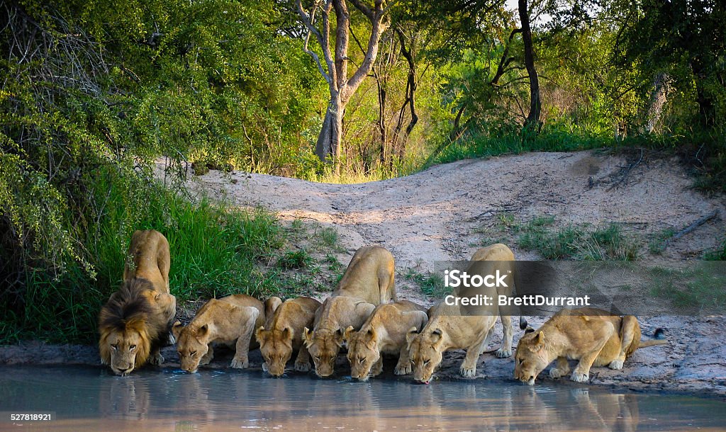 Pride of Lions A pride of lions drinking at a watering hole Safari Stock Photo