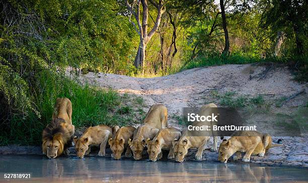 Pride Of Lions Stock Photo - Download Image Now - Safari, Lion - Feline, Pride Of Lions