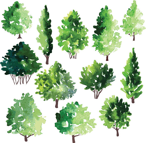ilustraciones, imágenes clip art, dibujos animados e iconos de stock de conjunto de diferentes árboles de hoja caduca - poplar tree leaf green tree