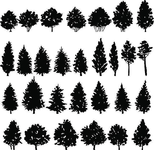 набор силуэты деревьев, - maple tree tree silhouette vector stock illustrations