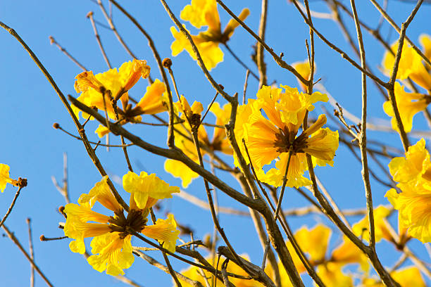 istock Tabebuia chrysotricha yellow flowers 527837635