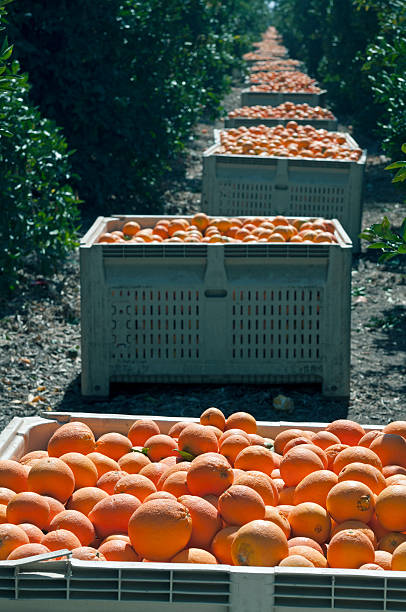 istock Oranges salvaged during drought in central California 527839087