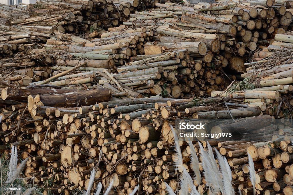 cut tree trunks log in stock wood factory Brown Stock Photo