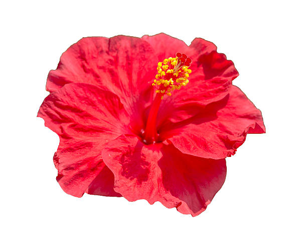 istock Yellow pollen and pink petal flower on white 527840961