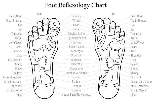 ilustrações de stock, clip art, desenhos animados e ícones de pé de reflexologia gráfico descrição - reflexology pedicure massaging human foot