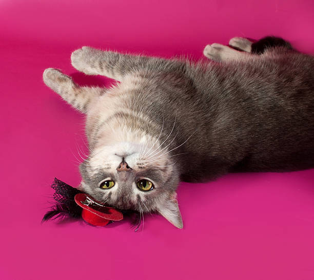 istock Striped gray cat with red hat lying on pink 527842629