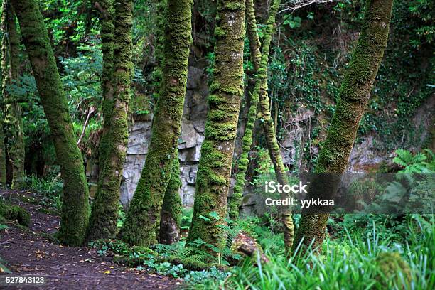 Relict Torc Foresta Di Montagna - Fotografie stock e altre immagini di Ambientazione esterna - Ambientazione esterna, Anello di Kerry, Composizione orizzontale