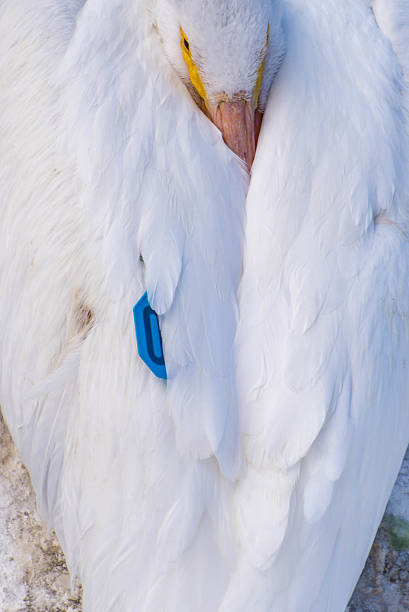 istock Pelicans at Galveston Island, TX 527843217