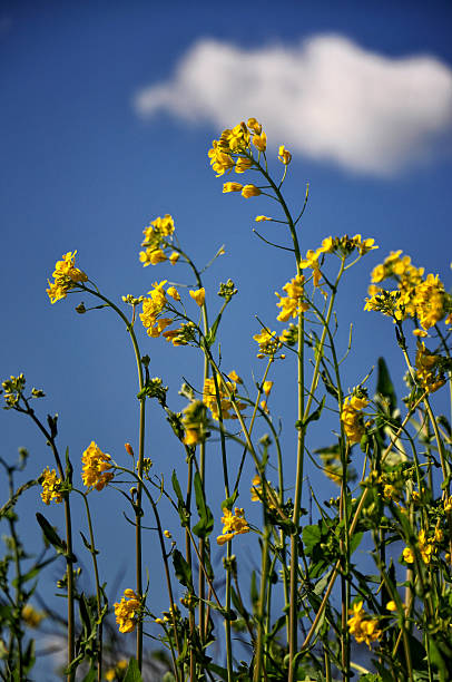 gorczyca - mustard plant mustard field clear sky sky zdjęcia i obrazy z banku zdjęć