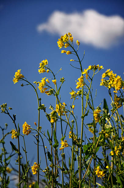 mostarda - mustard plant mustard field clear sky sky - fotografias e filmes do acervo