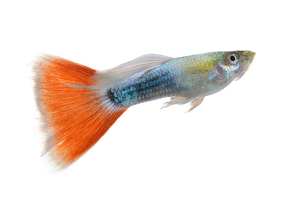 istock Beautiful Guppy Isolated on white Background 527843897