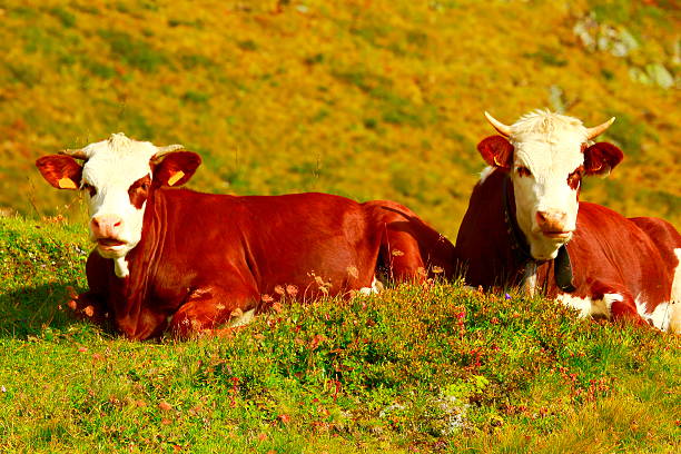 Val Rendena cows grazing in the Alpine pastures