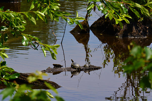 istock Turtles in the water 527844463