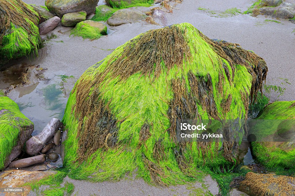 Fango e pietre con alghe marine sulla spiaggia di Atlantic - Foto stock royalty-free di Anello di Kerry