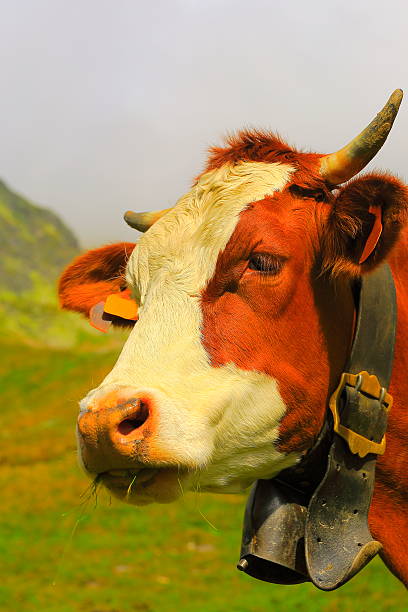young brown cow looking at camera