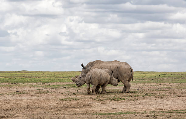 istock White rhino with calf on the Kenyan savannah. 527856767