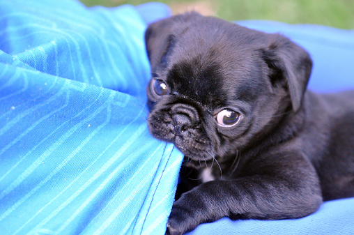 Adorable young black pug puppy eating the blue shorts of a little boy, looking at the camera with his big eyes knowing he is in trouble