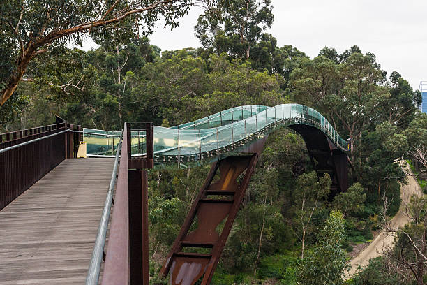 Kings Park Bridge in Perth Western Australia Foot bridge running through the treetops in Kings Park, Perth, Australia. Some minor digital noise visible from shooting in low light with a high ISO. kings park stock pictures, royalty-free photos & images