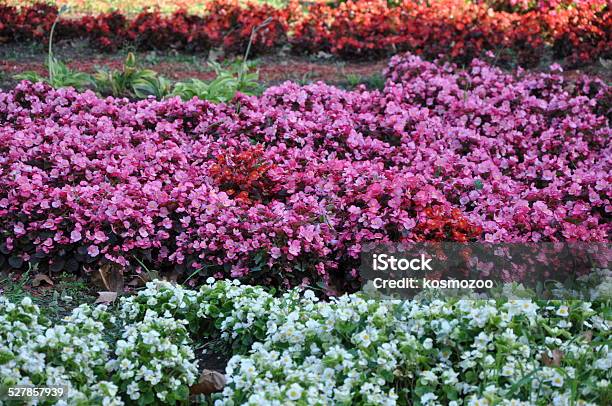 Flowers Stock Photo - Download Image Now - Agricultural Field, Beauty, Beauty In Nature