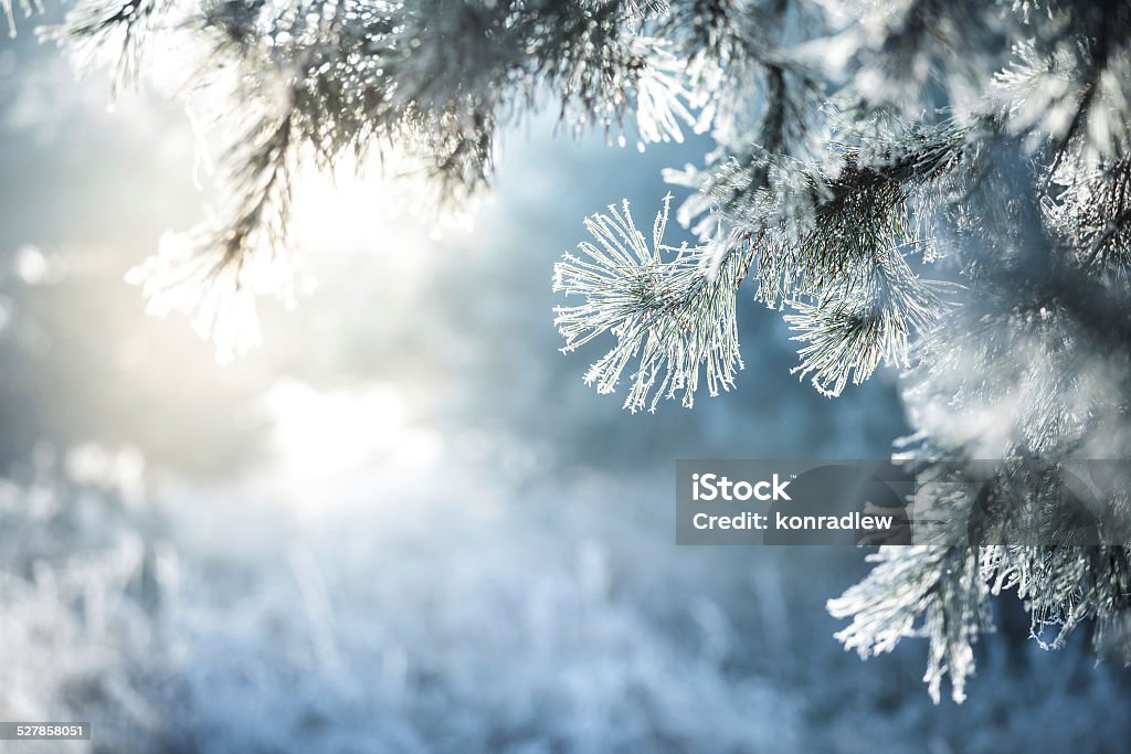 Winter Background - Frozen Christmas Tree and blurred Snow Winter Background - Frozen Christmas Tree. Defcused background - blurred Snow and Forest. Snow Stock Photo