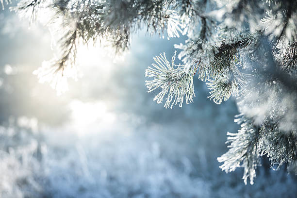 Winter Background - Frozen Christmas Tree and blurred Snow stock photo