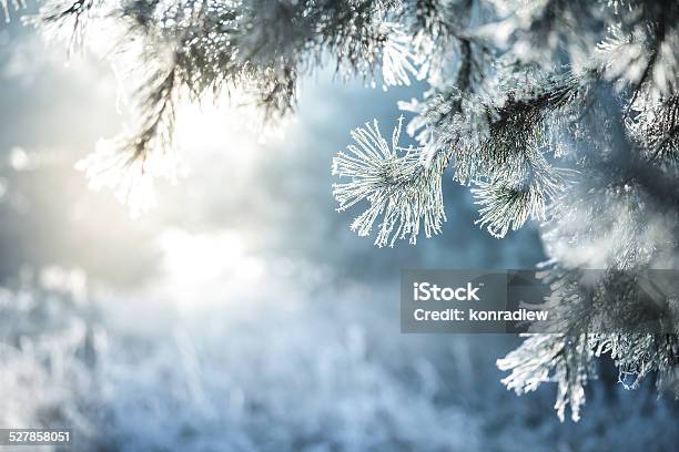 Winter Background Frozen Christmas Tree And Blurred Snow Stock Photo - Download Image Now