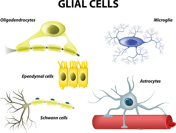 부축하기 세포. neuroglia 또는 아교세포 - 마이크로글리아 stock illustrations