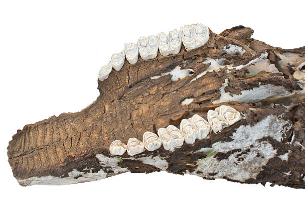 istock Detailed shot of old broken animal skull over plain 527859865