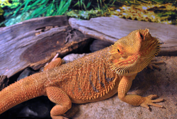 Orange Bearded Dragon stock photo