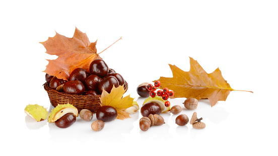 Studio shot of few chestnuts without shell with autumn red leaves isolated on white background