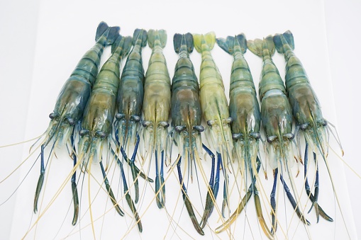 isolated group of blue giant freshwater prawn