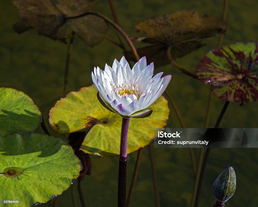 Beautiful photo of white lotus . Beautiful photo of white lotus live in a city fountain. Abstract Stock Photo