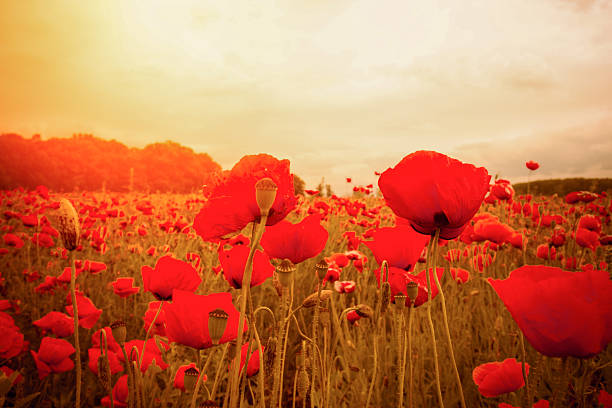 istock Field with red poppies against the sunset sky 527861783