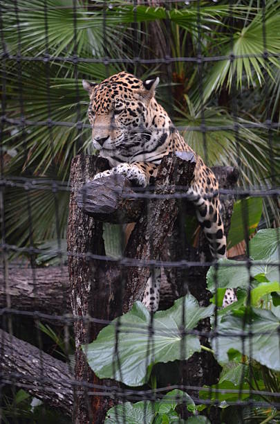 istock Jaguar Lying on Log at Zoo 527863927