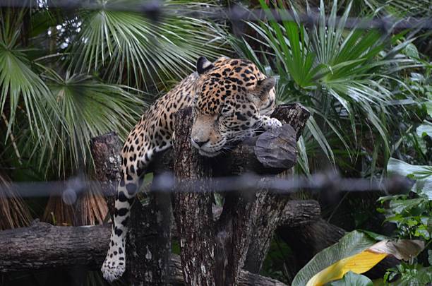 istock Jaguar Lying on Log at Zoo 527863981