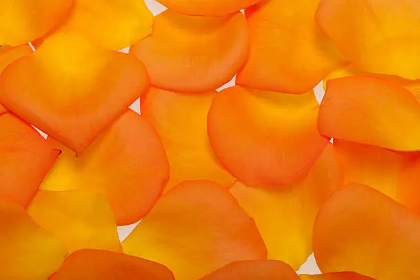 Petals  of the orange-rose isolated on the white background