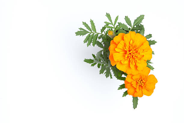 orange marigold flower orange marigold flower isolated on white background orange flowers on white stock pictures, royalty-free photos & images