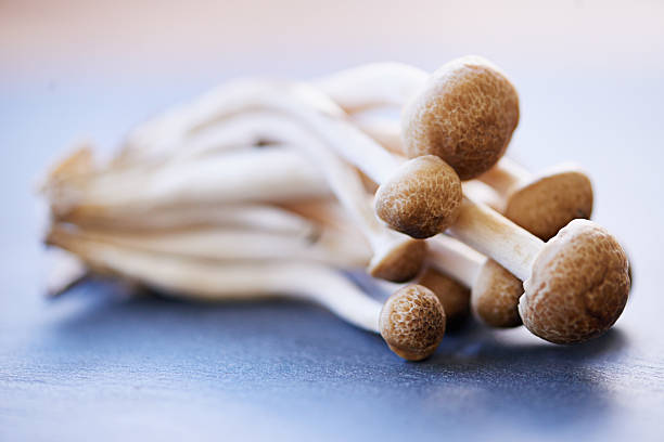 Mushrooms anyone? Closeup shot of fresh mushrooms buna shimeji stock pictures, royalty-free photos & images