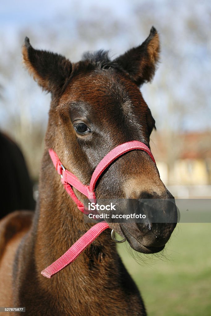 Head shot of a baby horse on pasture Portrait of a two month old thoroughbred foal Affectionate Stock Photo
