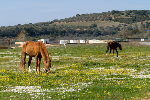 Horse comer en los valles de Luciana, Ciudad Real, España. photo