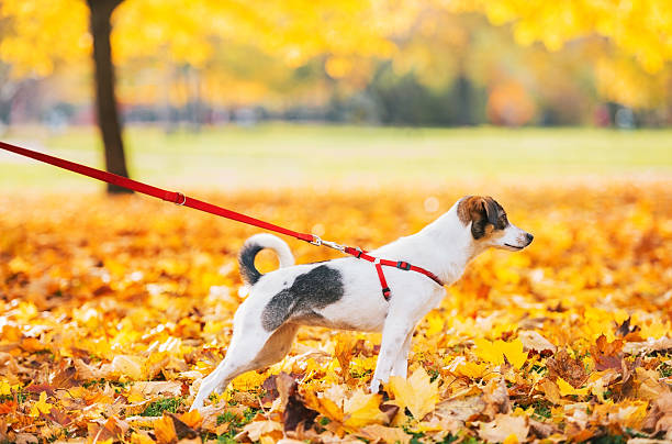 istock Dog on leash outdoors in autumn. Closeup 527877011