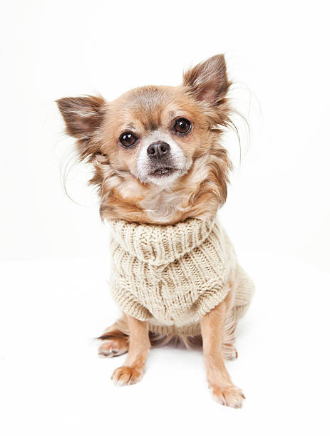 istock chihuahua with wool sweater 527877685