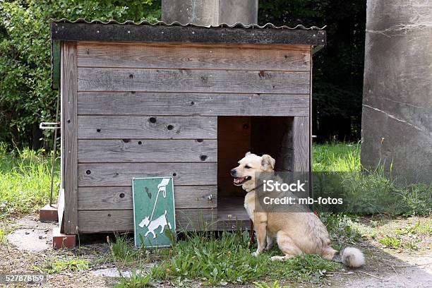 Dog Next To A Sign Stock Photo - Download Image Now - Mixed-Breed Dog, Pet Leash, Tied Up