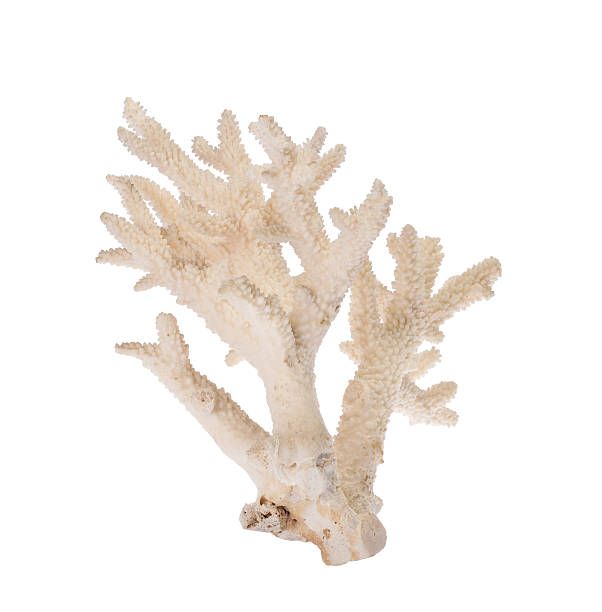istock isolated on white coral branch 527878541