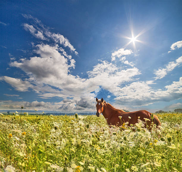brown horse in high wild flowers under blue sky