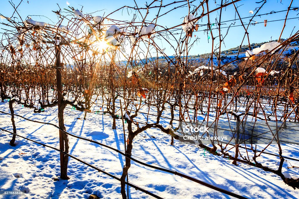 Vineyard in winter Snow covered vineyard near Cottonwood, Arizona Winter Stock Photo